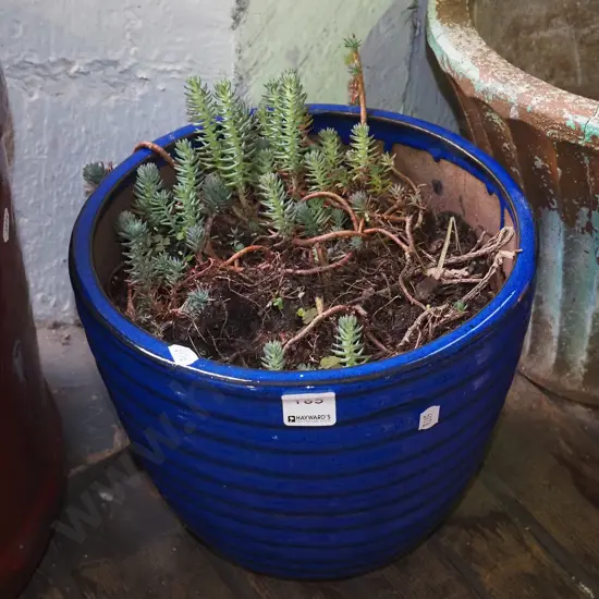 blue glazed planter with plants