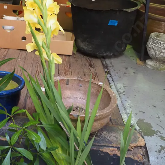 plastic planter with mixed gladioli