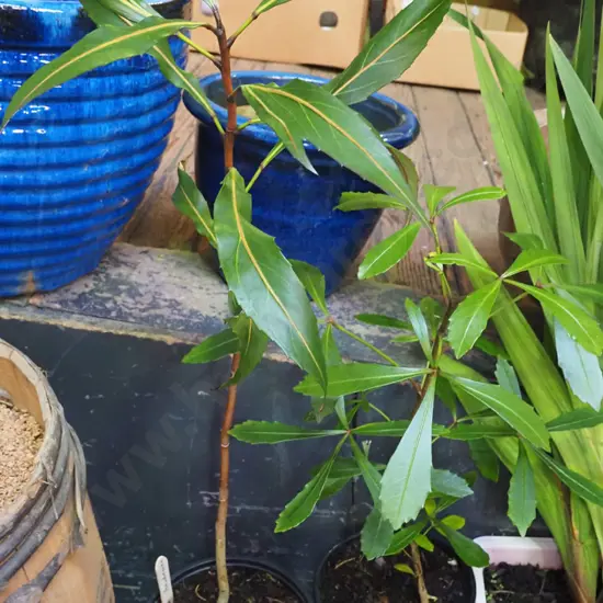 2x potted pseudopanax