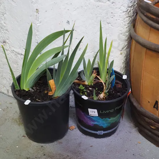 2x potted mini purple irises
