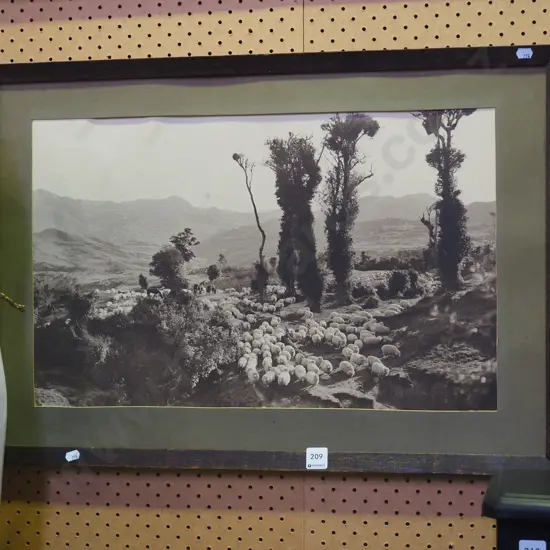 oak framed print - herding sheep - no glass