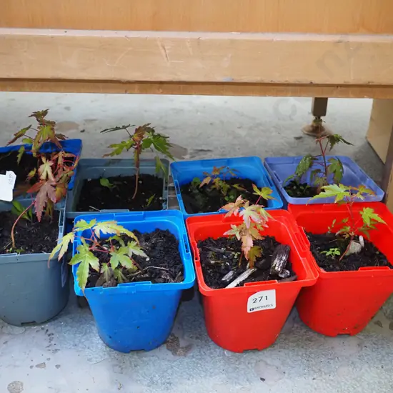 8x small potted maples