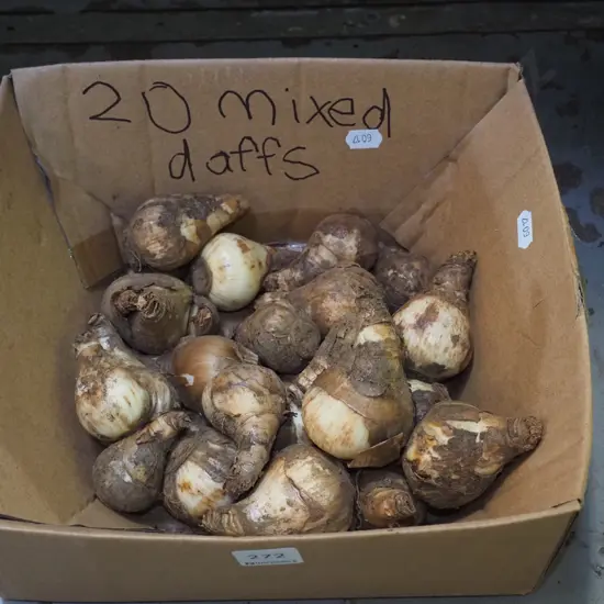 box of daffodil bulbs