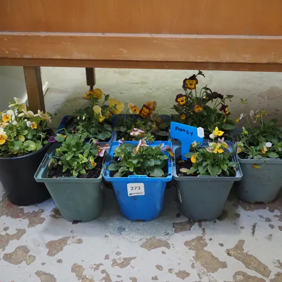 8x small potted pansies