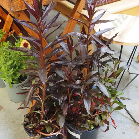 2x potted lobelia cardinalis