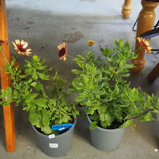 2x potted osteopenun