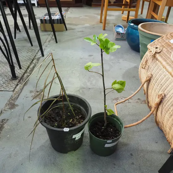 potted 5 finger, potted lancewood