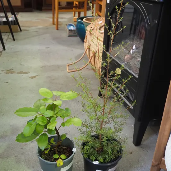 potted 5 finger, potted kanuka