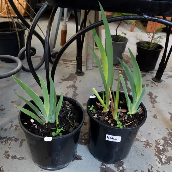 2x potted purple irises