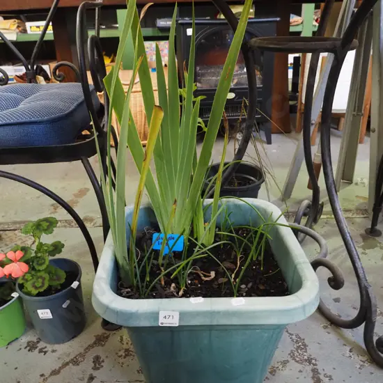 potted purple irises