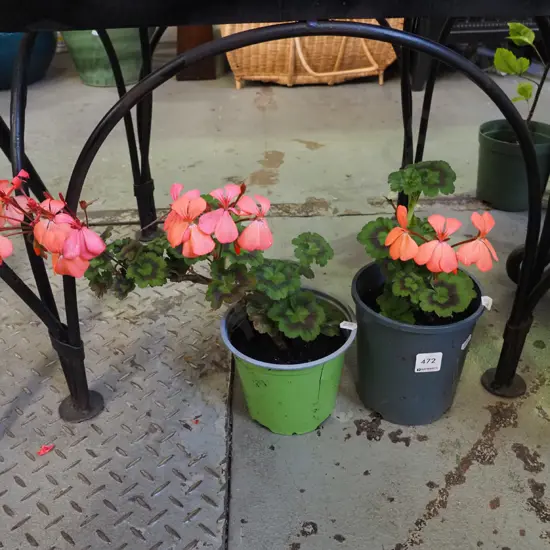 2x potted geraniums