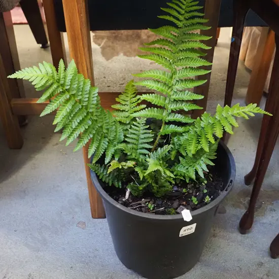 potted fern