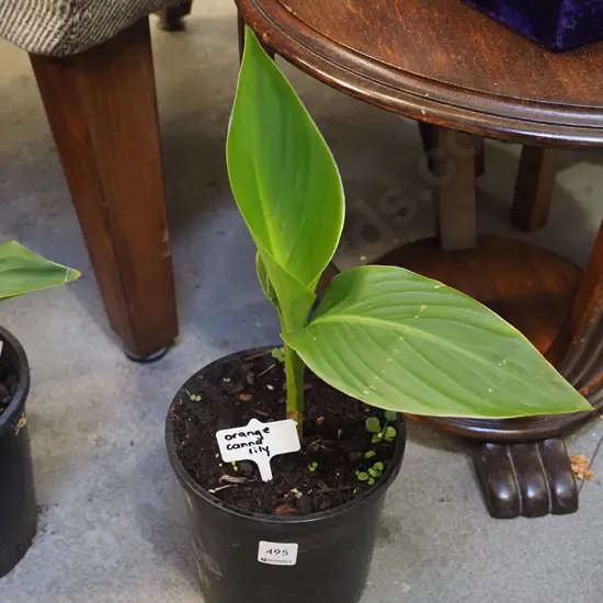 potted orange canna lily
