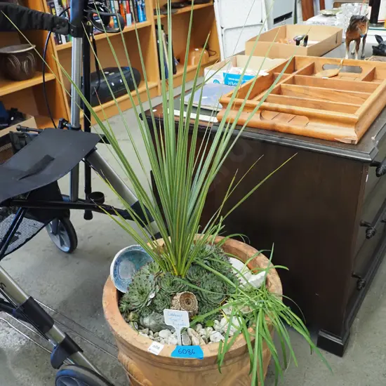 terracotta planter with cabbage tree and other plants