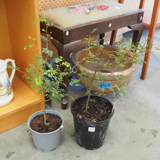 2x potted kowhai
