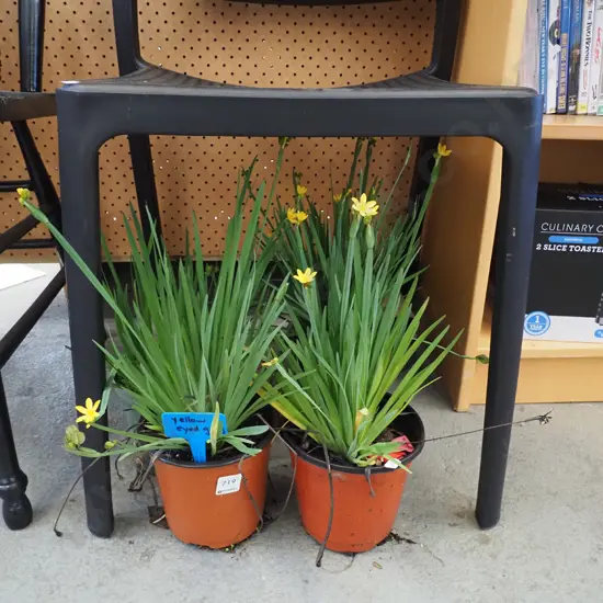 4x potted yellow eyed grasses