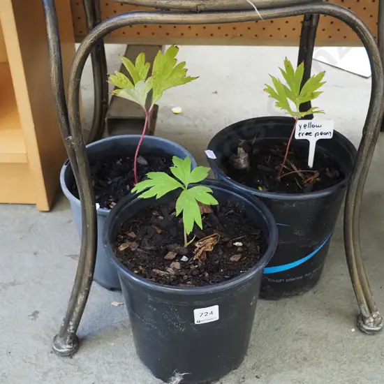 3x potted yellow tree peonies