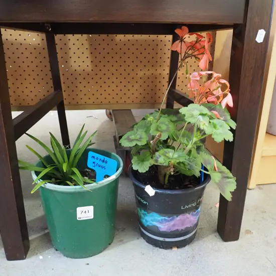 potted mondo grass, potted geranium