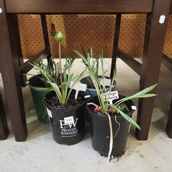 potted gazanias - various colours