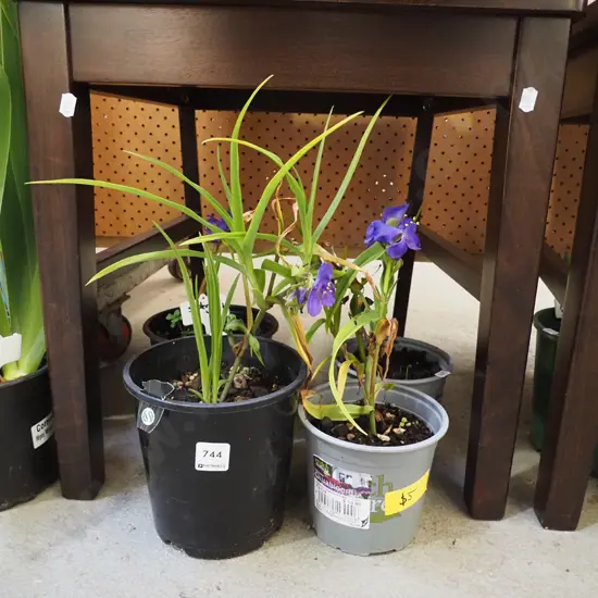 4x potted spiderworts