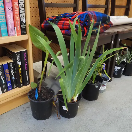 potted iris, potted pink canna lily