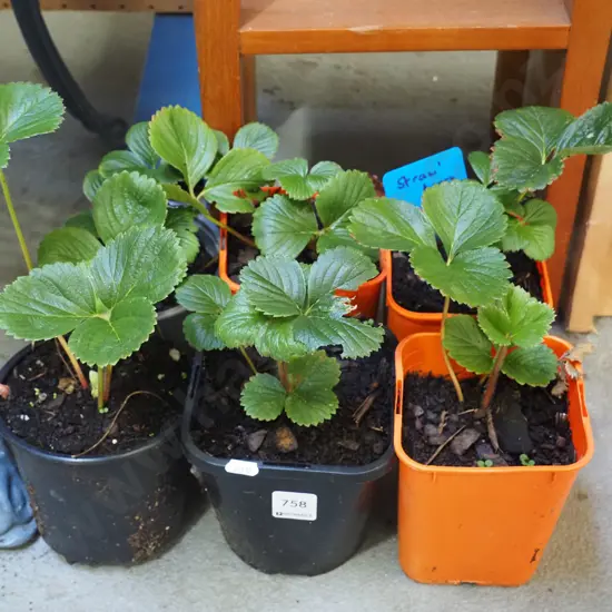 6x potted strewberry plants