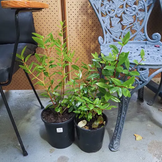 2x potted pohutukawa