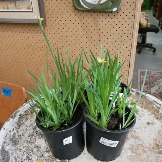 4x potted yellow eyed grasses