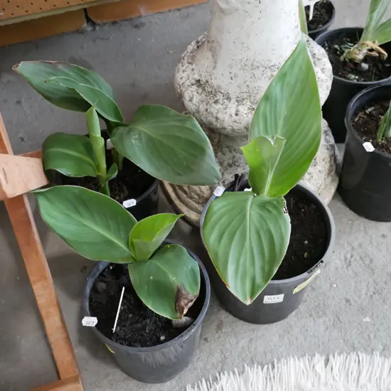 3x potted canna lillies