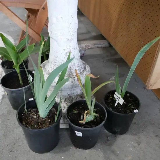 3x potted purple irises