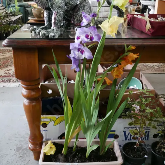 plastic tub of gladioli