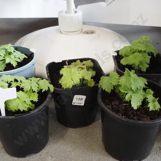 5x potted delphiniums