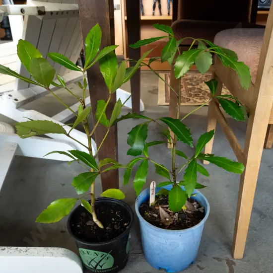 2 potted pseudopanax