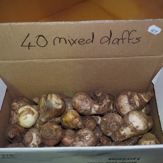box of mixed daffodil bulbs