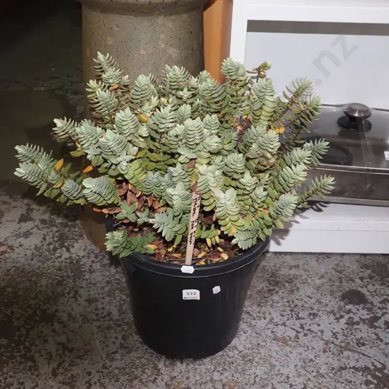 potted hebe - red edge