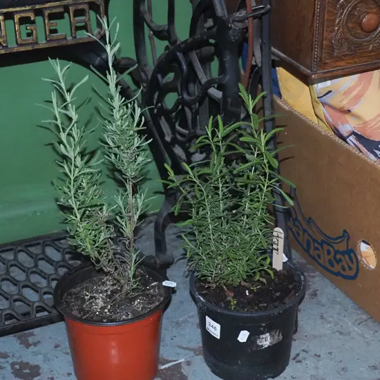 2x potted lavender