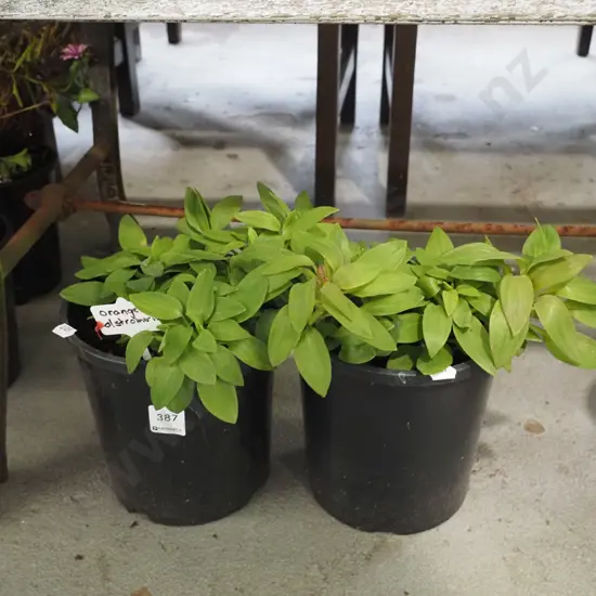 2x potted orange alstroemeria