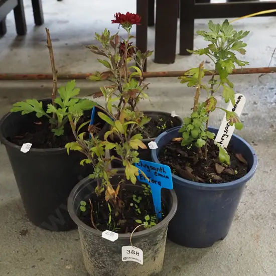4x potted chrysanthemums
