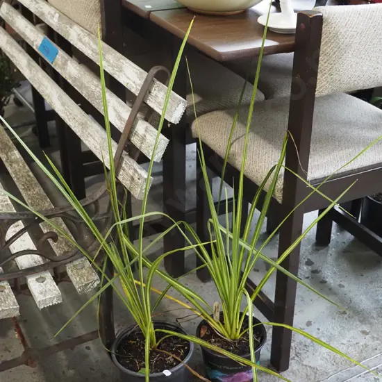 2x potted cabbage trees