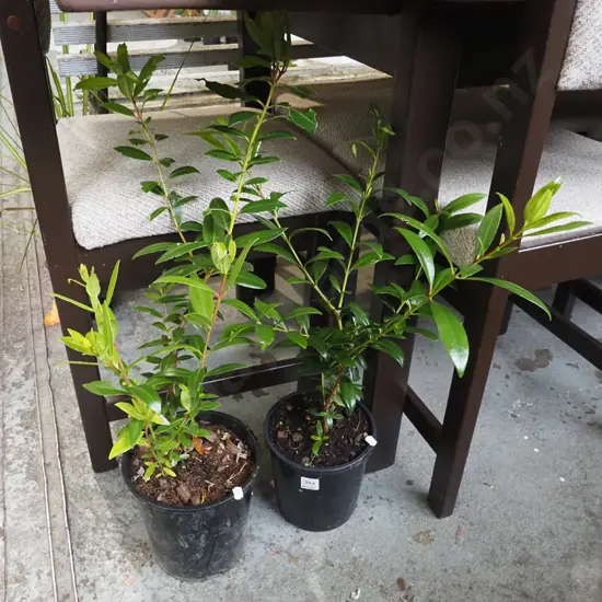2x potted pohutukawa