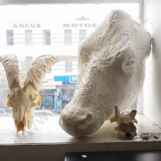 animal skulls, large composite cast cows head