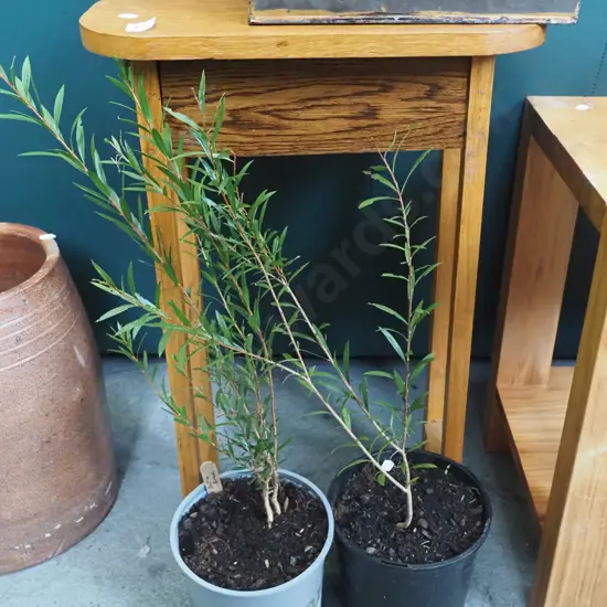 2x potted bottle brushes