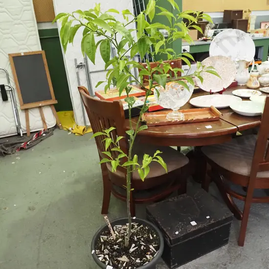 tall potted Tahitian lime