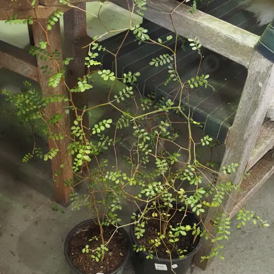 2x potted kowhai
