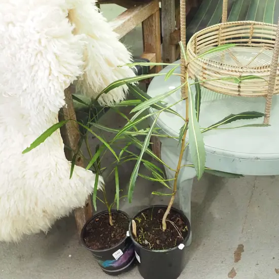 2x potted lancewoods