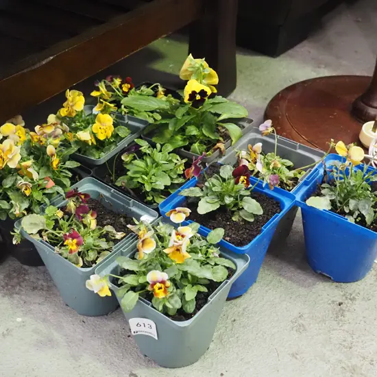 assorted potted pansies