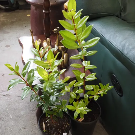 2x potted pohutukawa