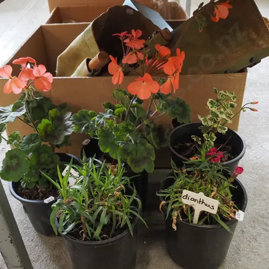potted geraniums, dianthus