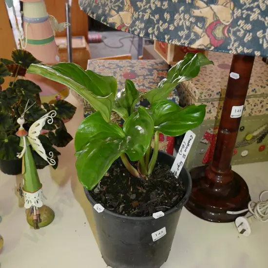 potted Chatham Island forget me not