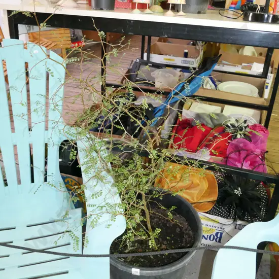 potted kowhai in plastic planter